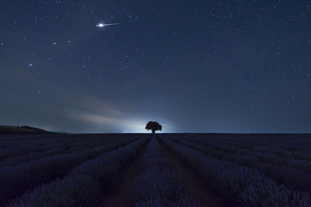 Ночь в лаванде....