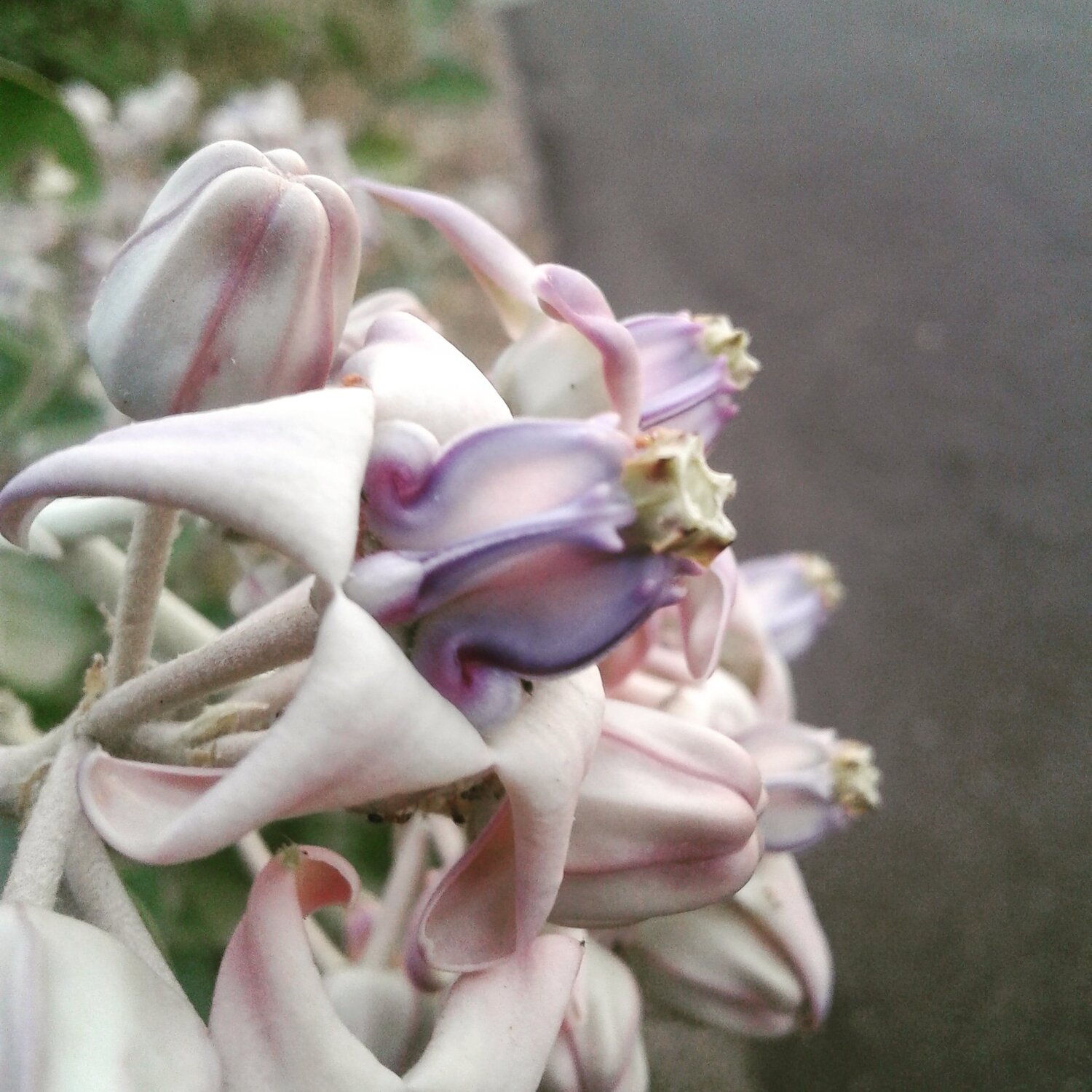 Blooming buds