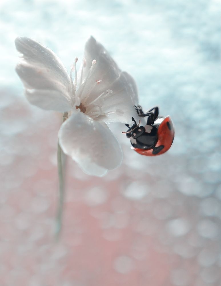 Невесомость