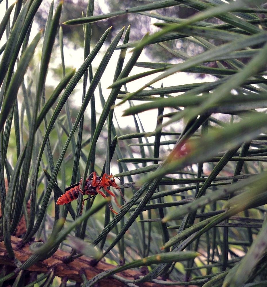 В траве сидел пожарник