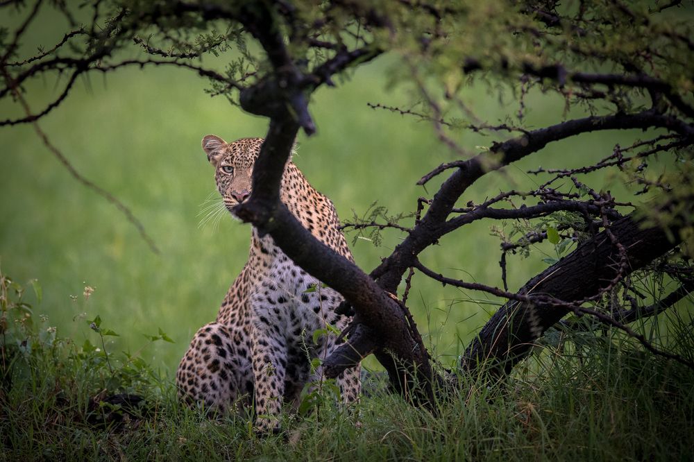 Leopards of Motorogi