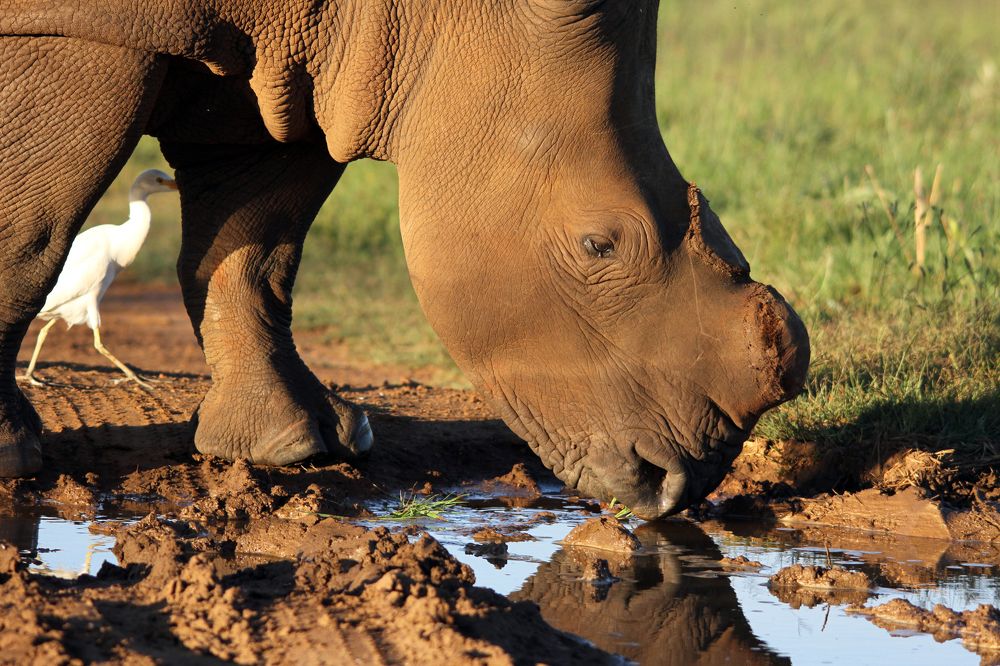 Black Rhino - dehorned