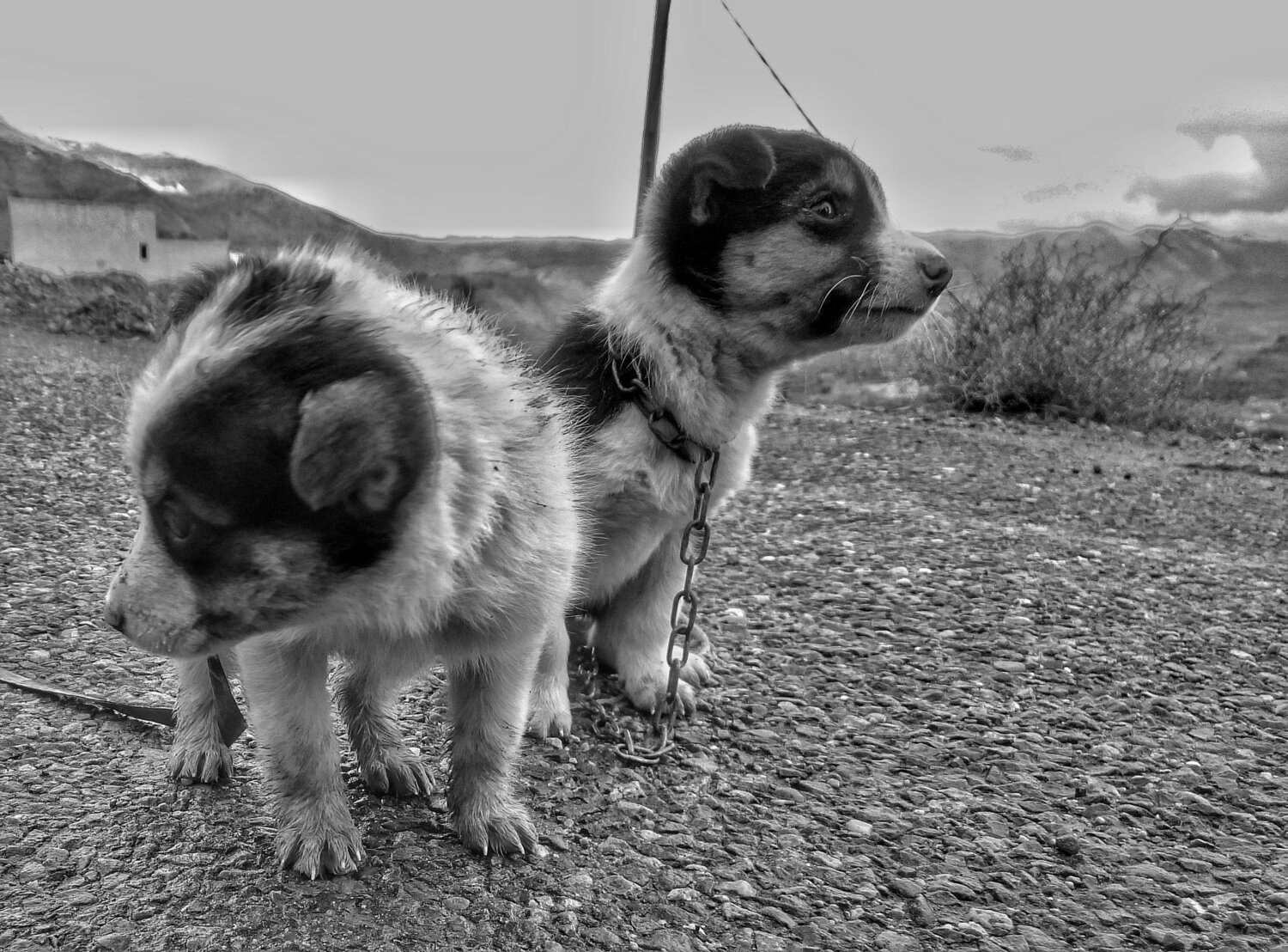 Photo #2397411