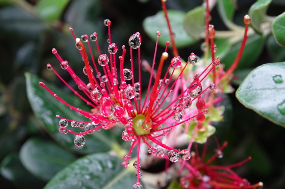 УТРЕННЯЯ РОСА