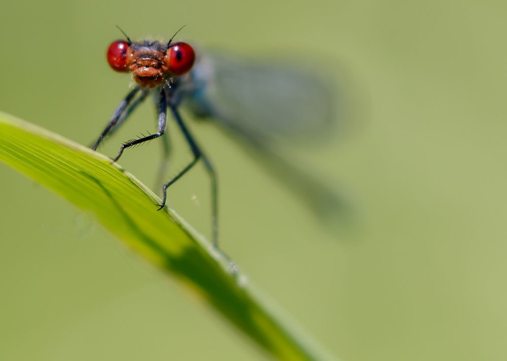 красота страшная сила