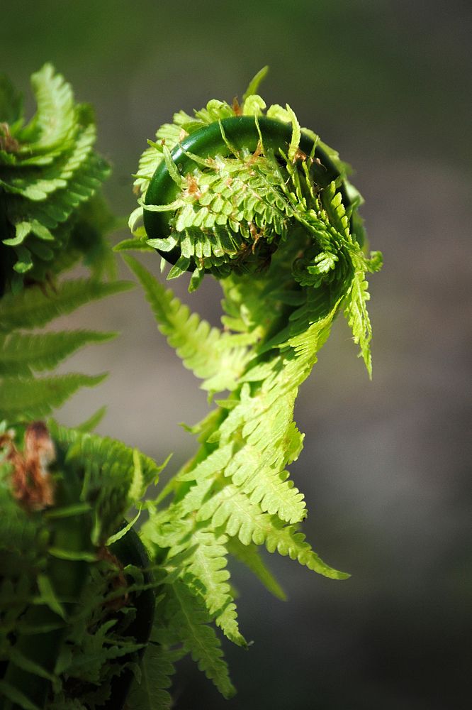 "Завиток природы"
