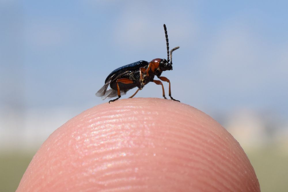 мелкий но живой и прикольный