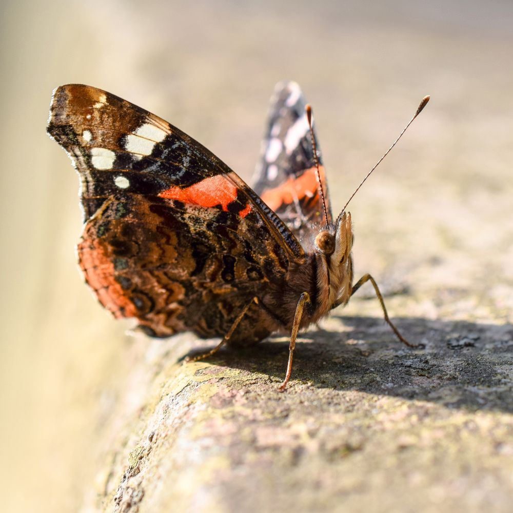 Красотка, подпустила близко мой 40mm:)