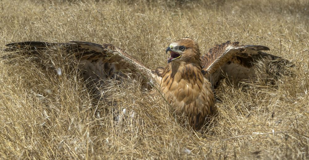 Молодой канюк