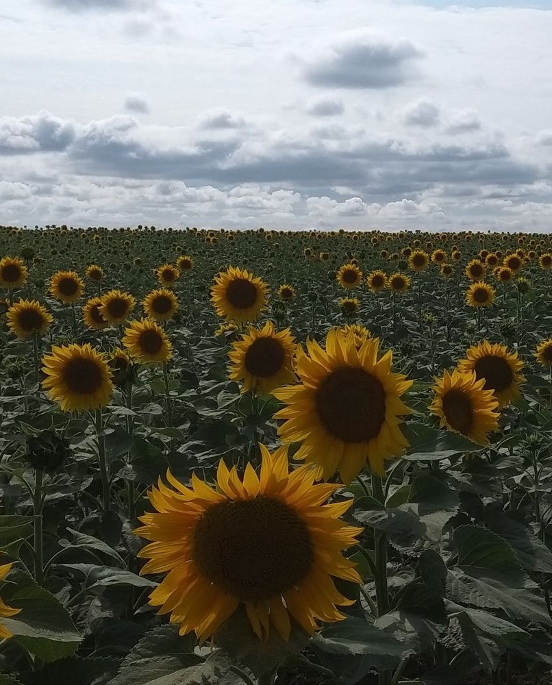 Подсолнухи)