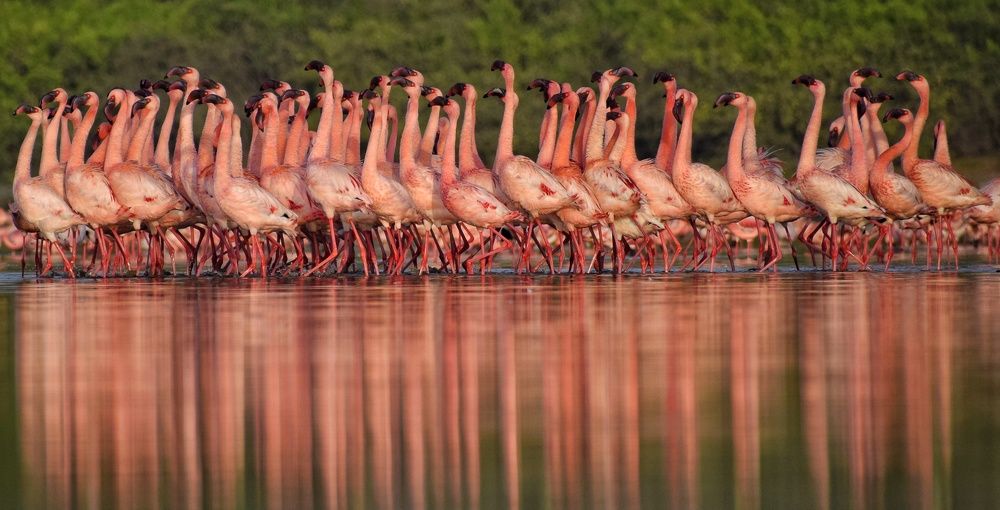 Courtship dance of lesser Flamingos