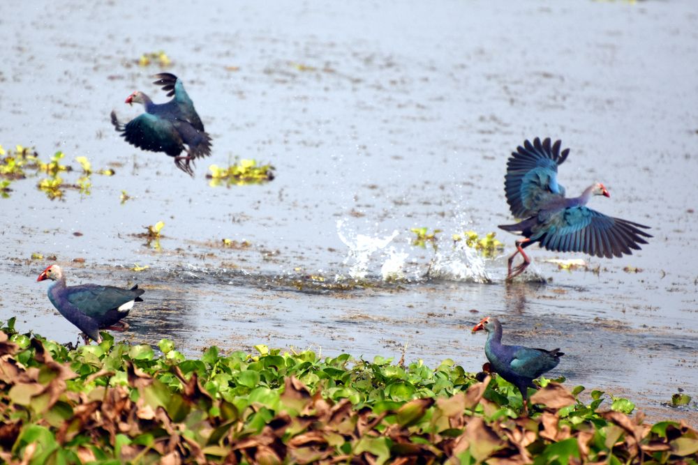 PURPLE SWAMPHEN