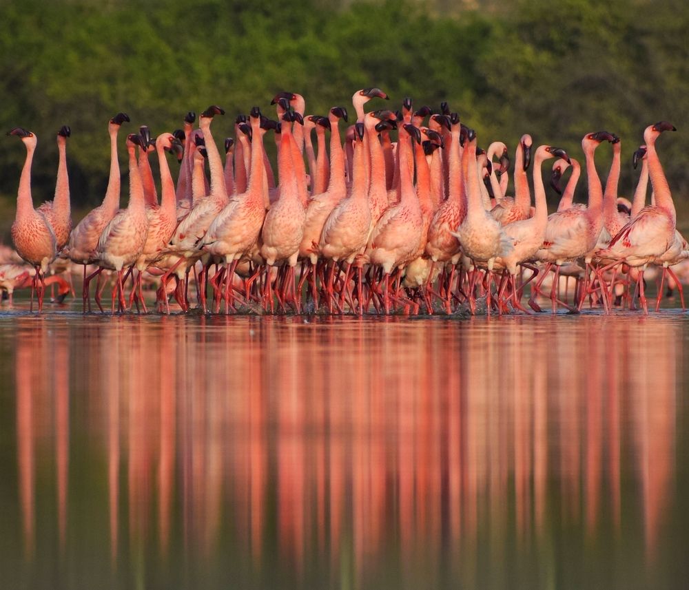 Courtship dance of lesser Flamingos