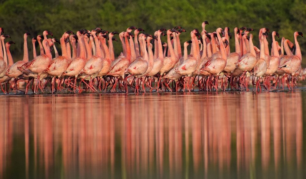 Courtship dance of lesser Flamingos