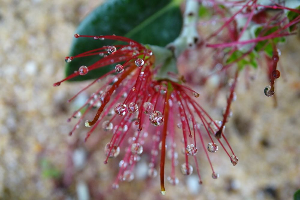 УТРЕННЯЯ РОСА