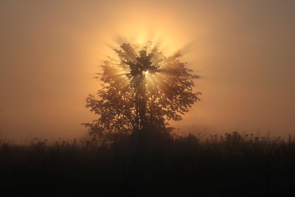 туманная феерия