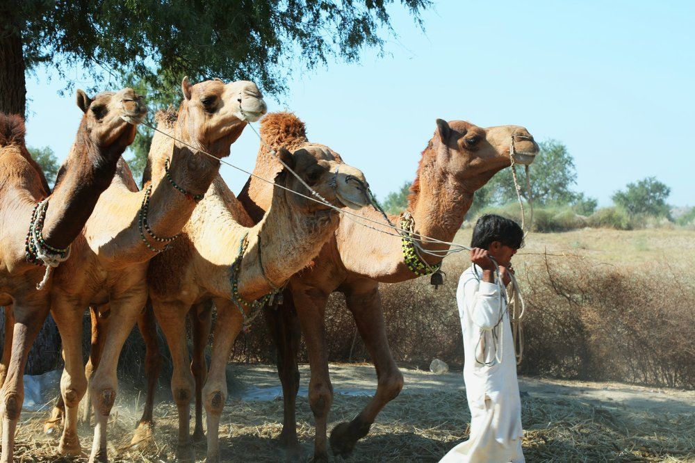 The scene of grinding the crop through pet Camels