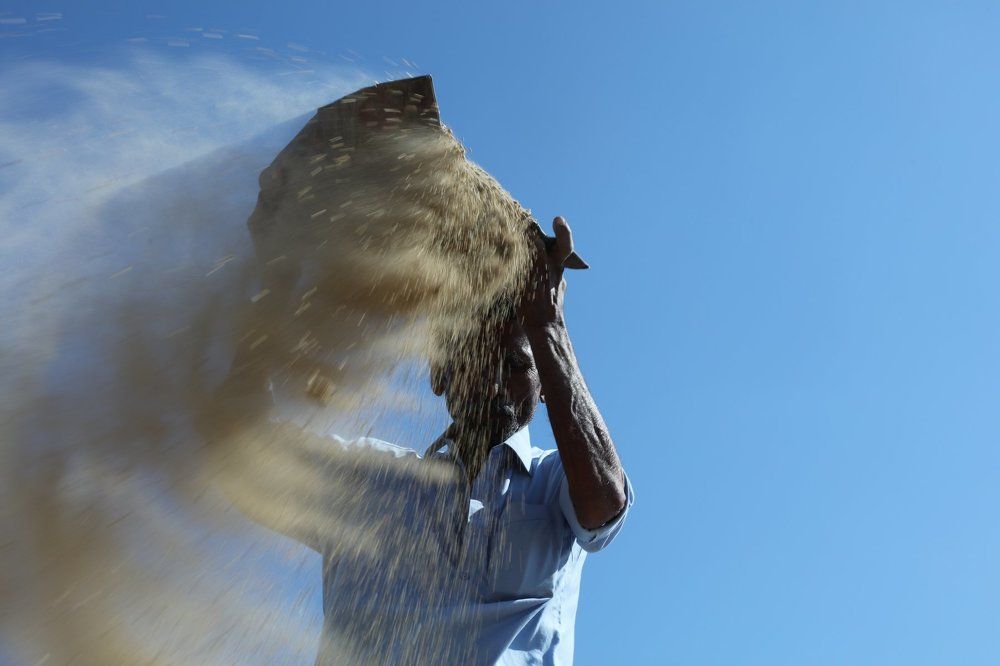 The scene of grinding the crop through  MAIN