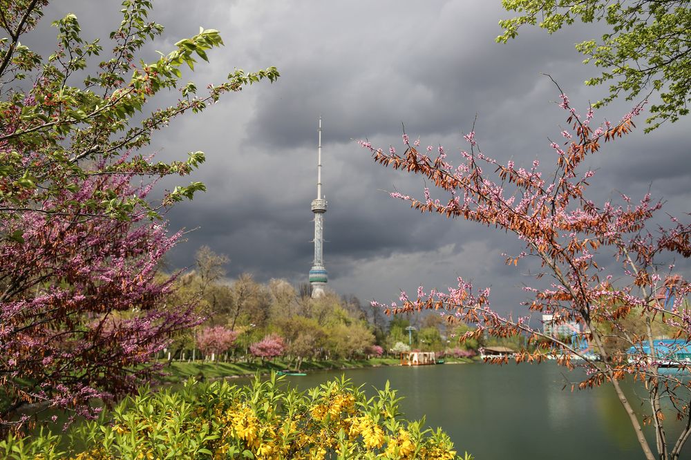 Весна в Ташкенте