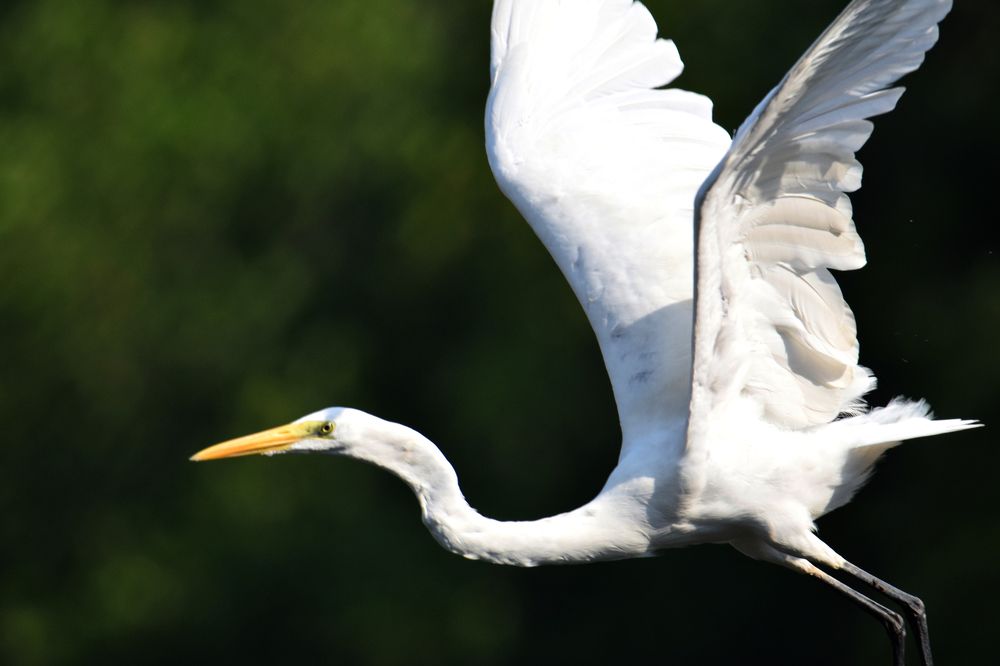 Egret in Flight