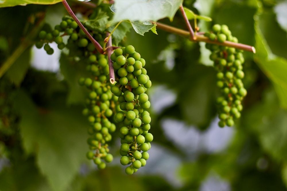 Виноград