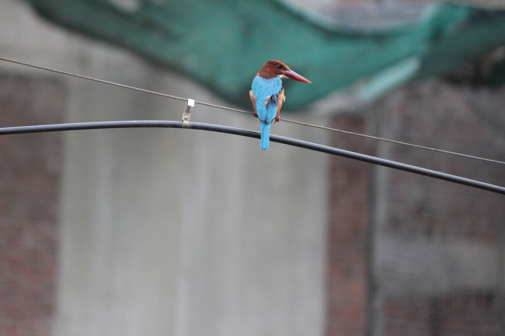 The Kingfisher