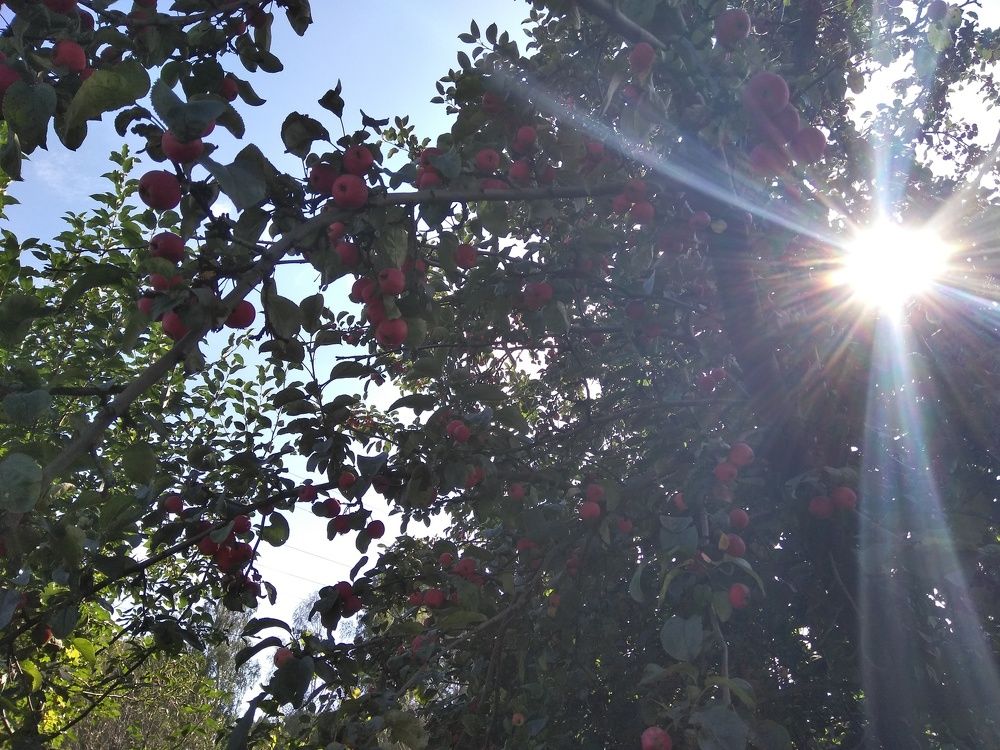 Photo #2399050