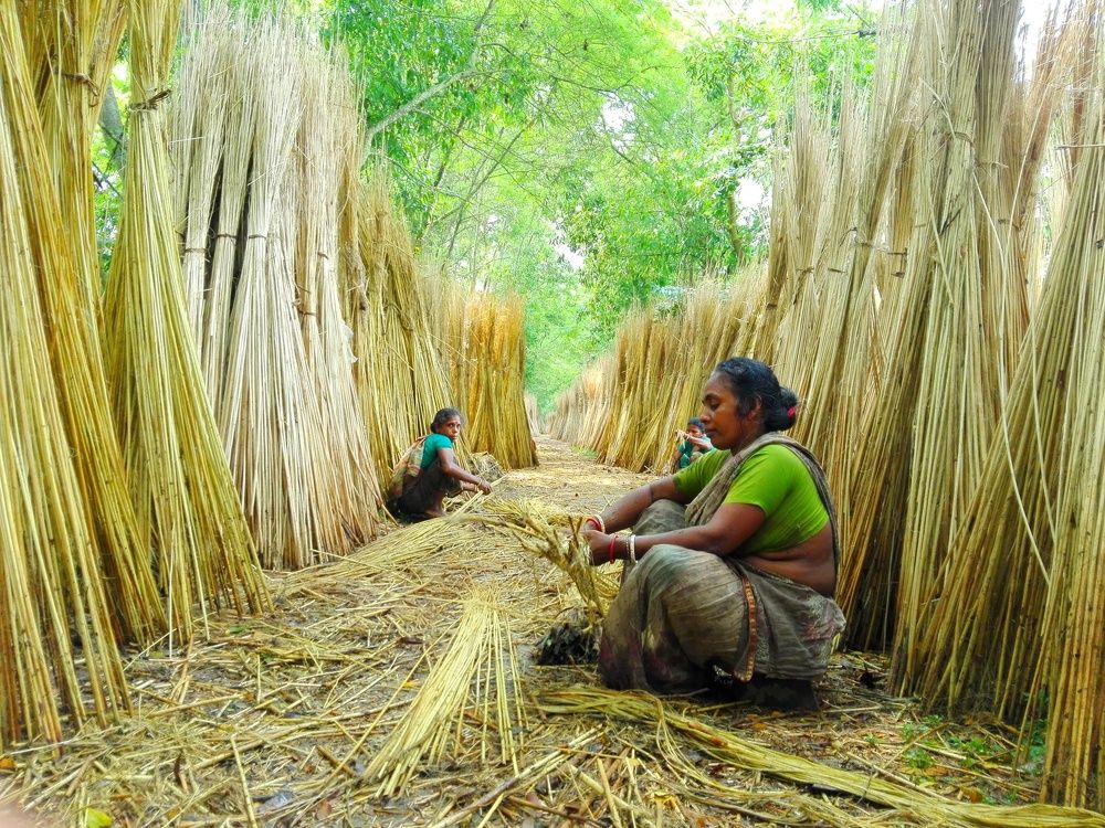 Artisan of Golden Fiber