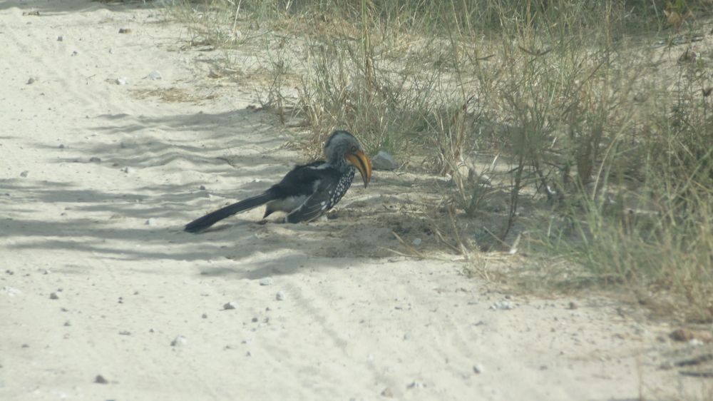 Birds of the Wild