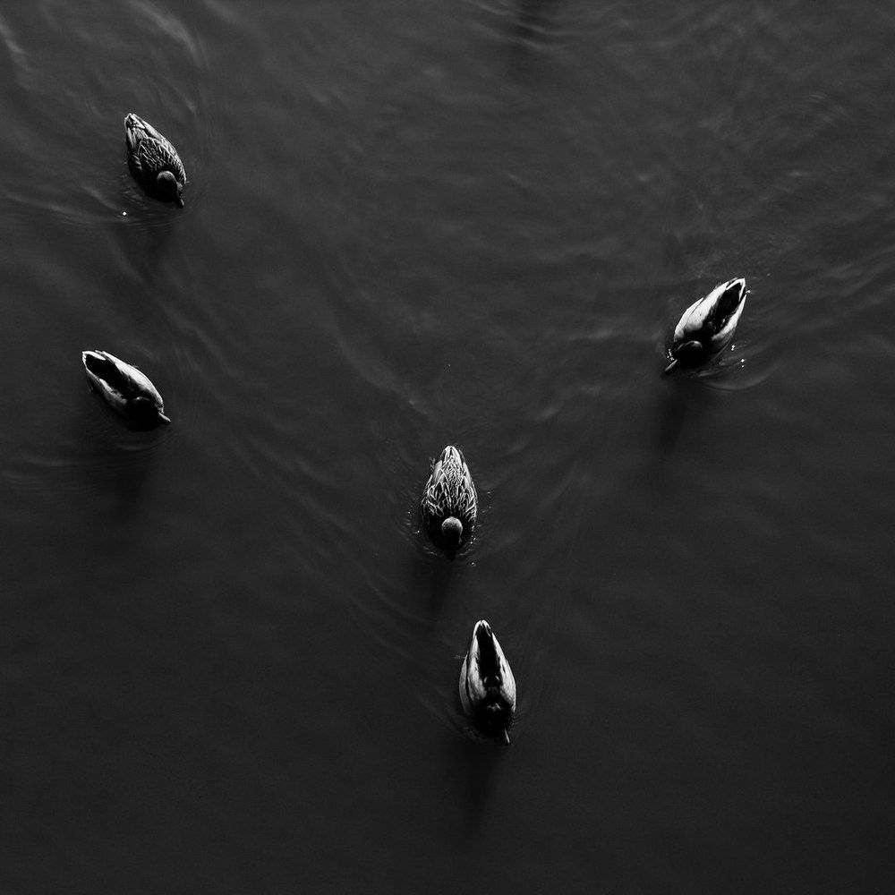 Duck's (Meizu M3)