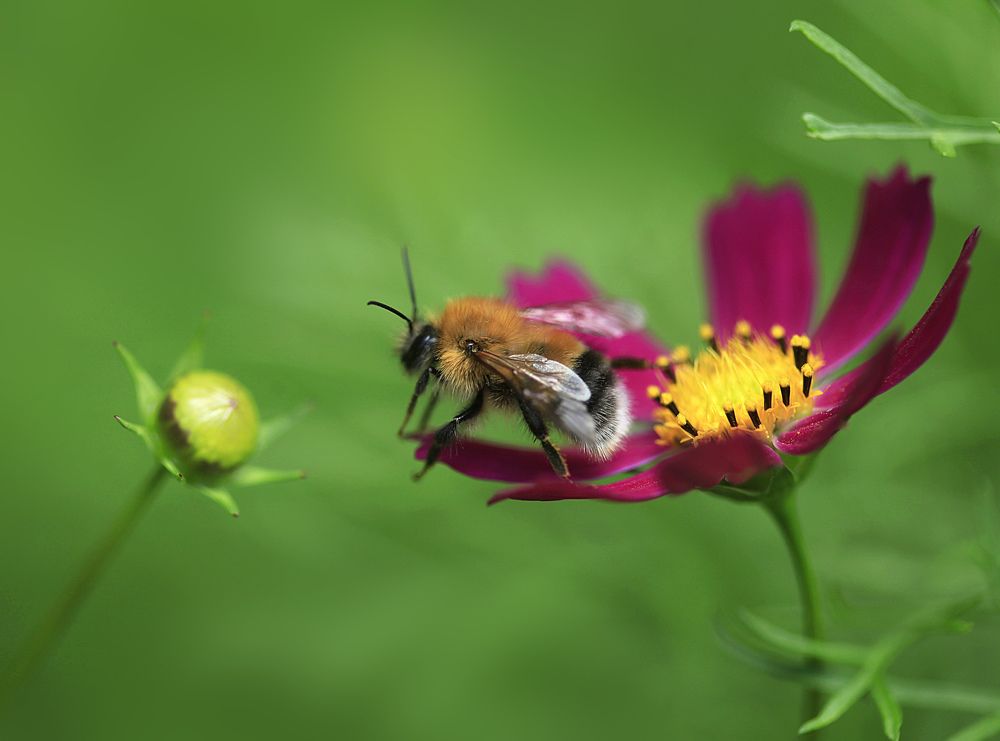 bumble bee on flower