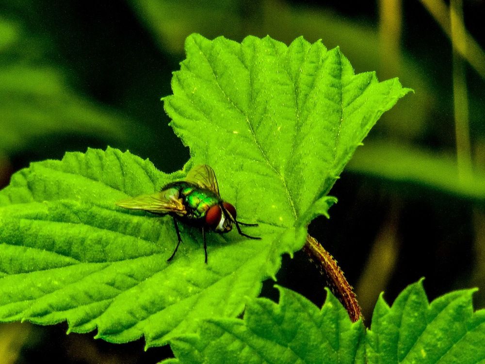 Fly
