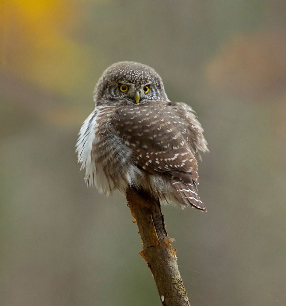 Взъерошенный