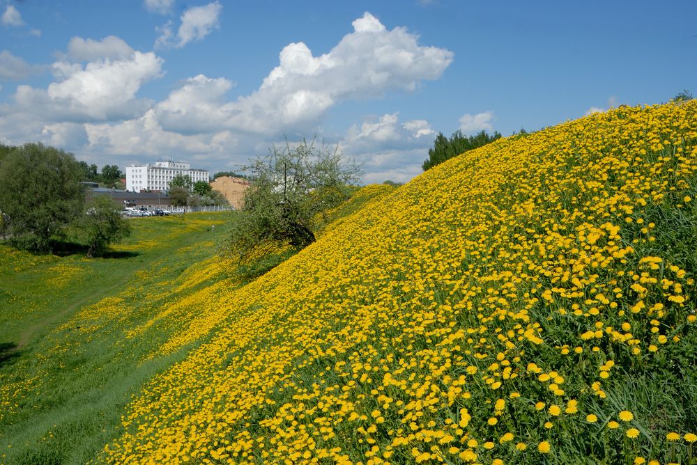 Одуванчиковое настроение