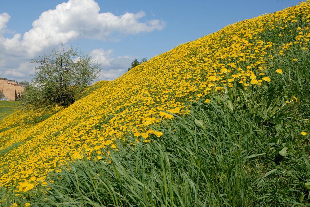 Одуванчиковое настроение