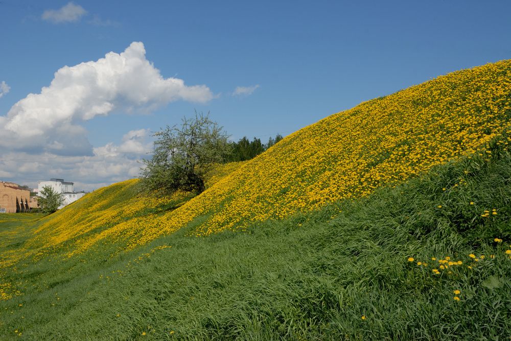 Одуванчиковое настроение