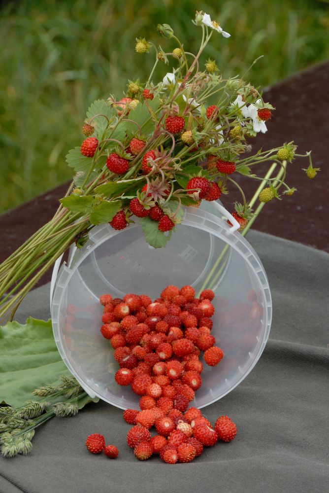 Аромат лета