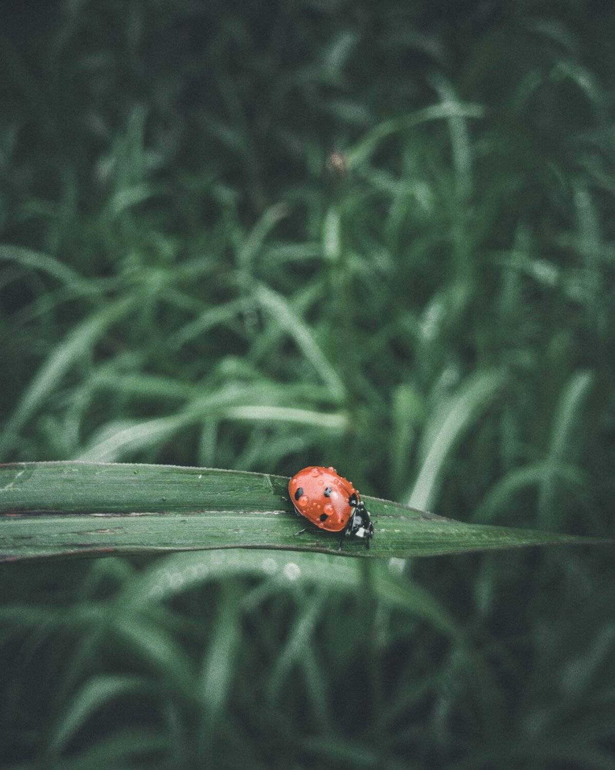 Macro
