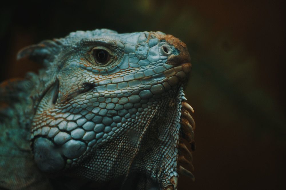 IGUANA