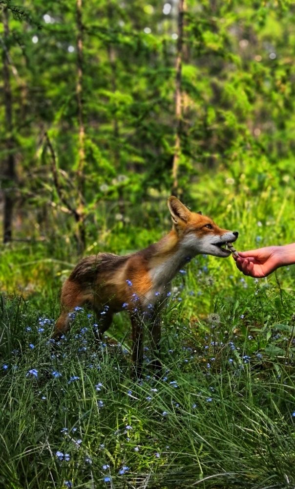 Байкальский лис