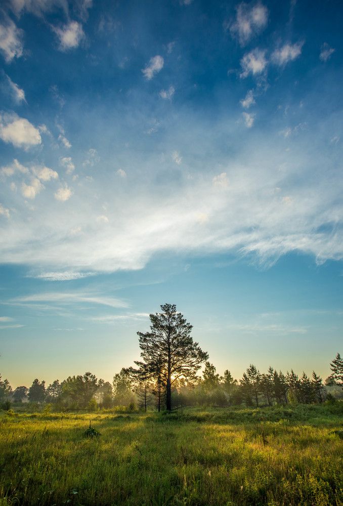 Сосна в рассветном освещении