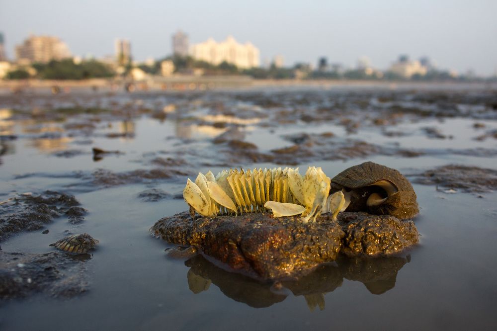 Mother Give Birth to Child