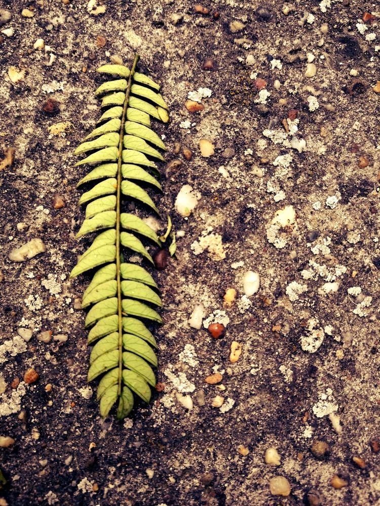 Leaf