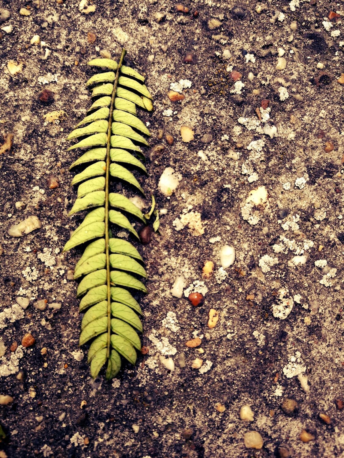 Leaf