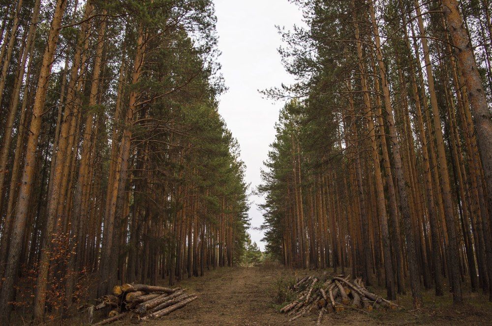 Сосновый бор
