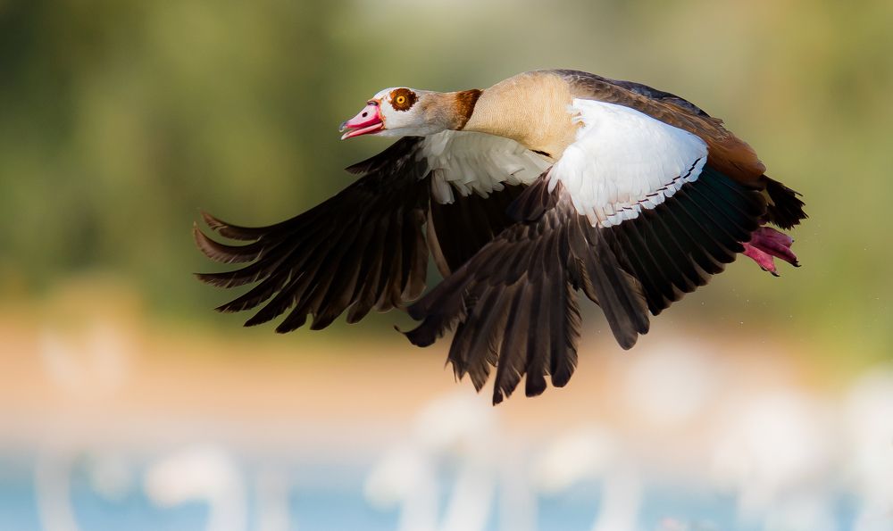 Egyptian Goose on Flight