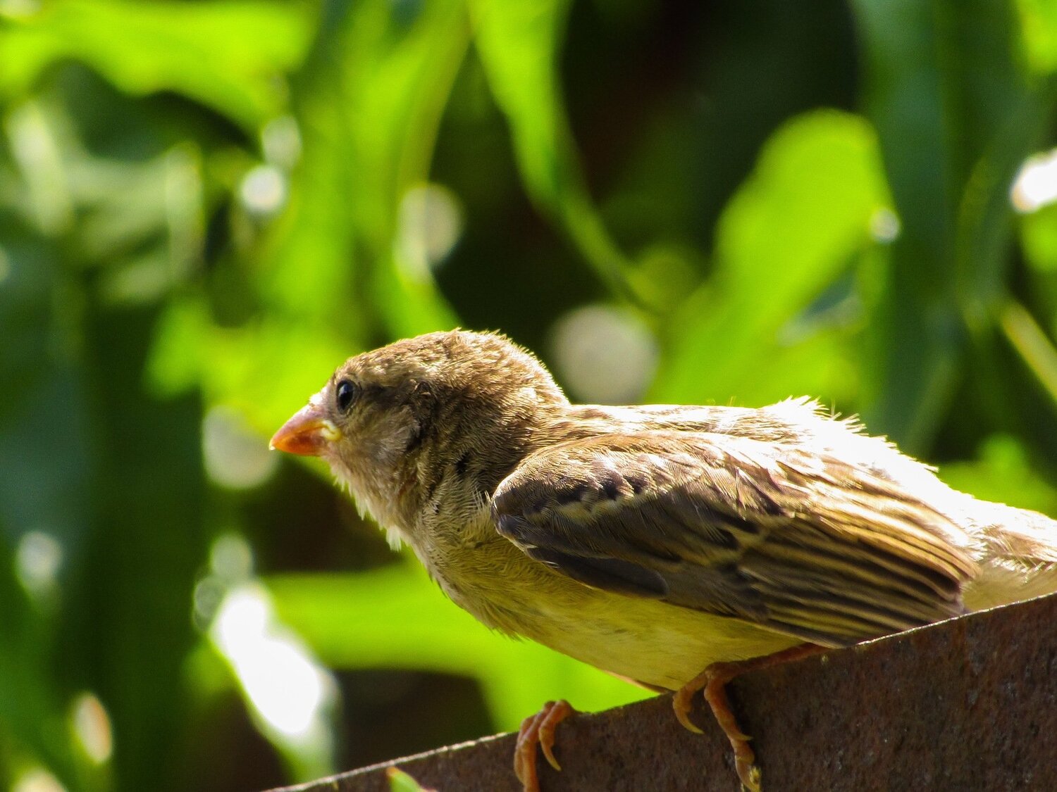 Birds