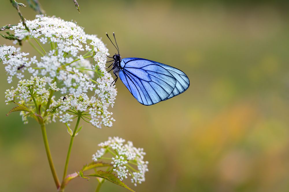 Бабочка и лето