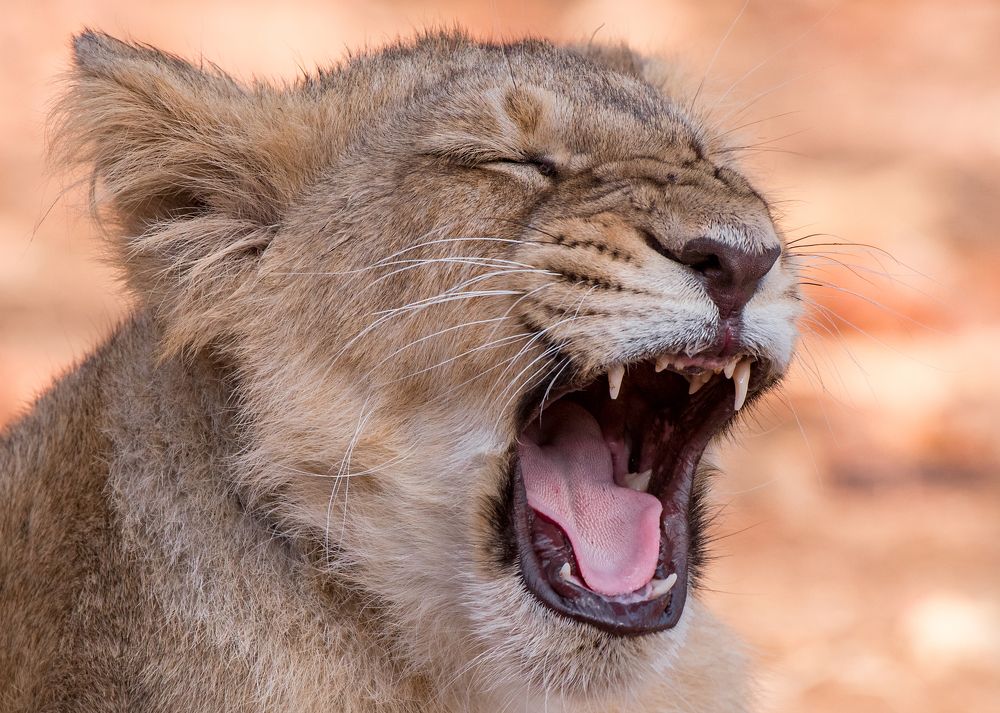 The Cute Little Prince...