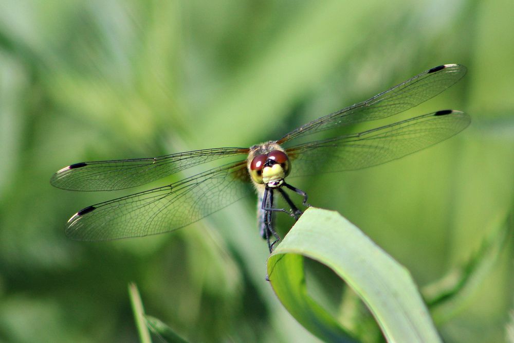 Этот неповторимый взгляд!
